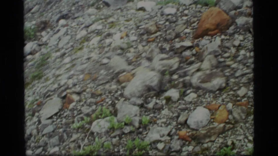 The final frame shows rocky Glacier Bay ground with mixed gray and reddish stones and small green plants; the wolf is not visible.