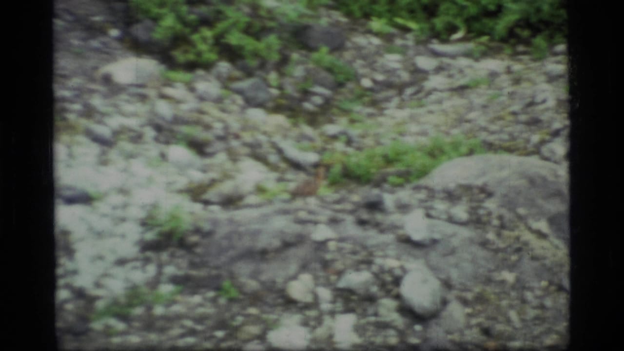 Small brown bird on rocky ground with green vegetation near the top of the frame.