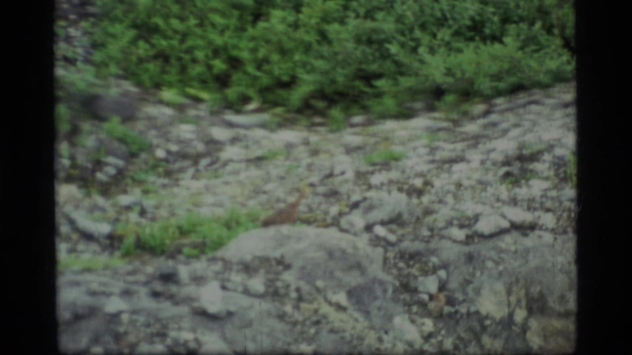 Rocky terrain with green plants and a small bird near the center-right area.
