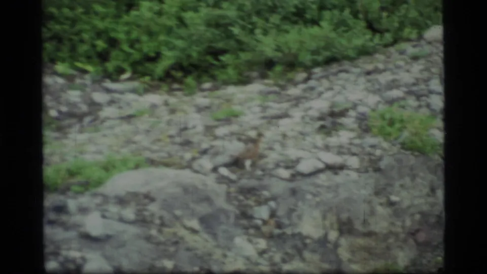 A small brown bird crosses rocky Glacier Bay terrain, with a rounded gray rock and green vegetation visible in the 8mm frame.