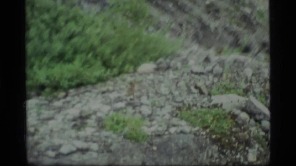 The final 1977 Glacier Bay frame is motion-softened, showing rocky ground, green plants, and a hard-to-see camouflaged bird.