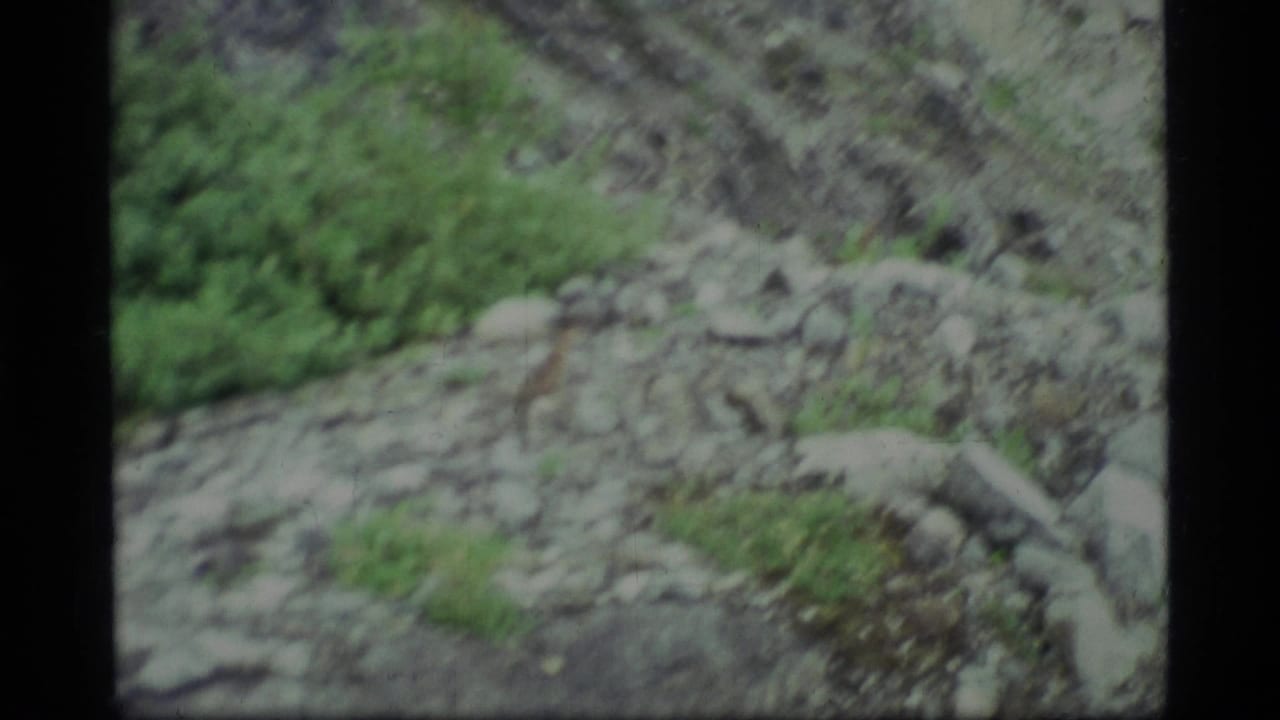 1977 Glacier Bay home-movie frame showing a rocky natural slope with scattered green vegetation and soft 8mm focus.