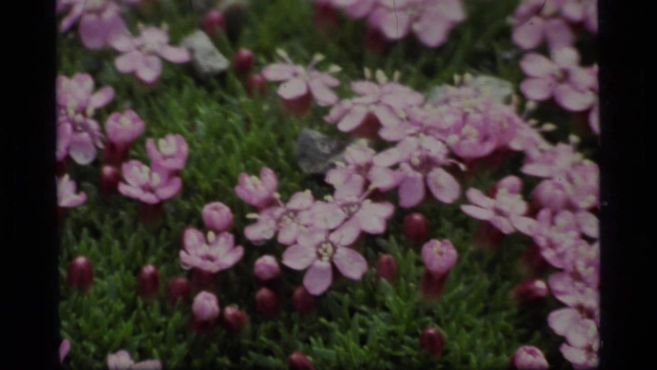 Pink alpine flowers and buds growing among dense green moss.