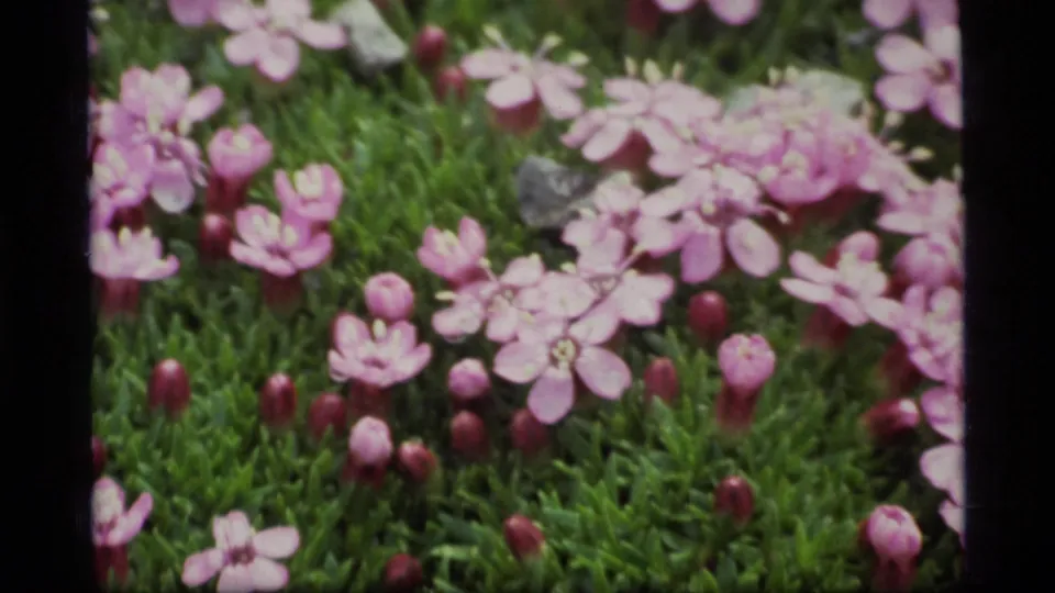 Close-up from the 1977 Glacier Bay clip showing pink blossoms, rounded buds, and dense green alpine groundcover.