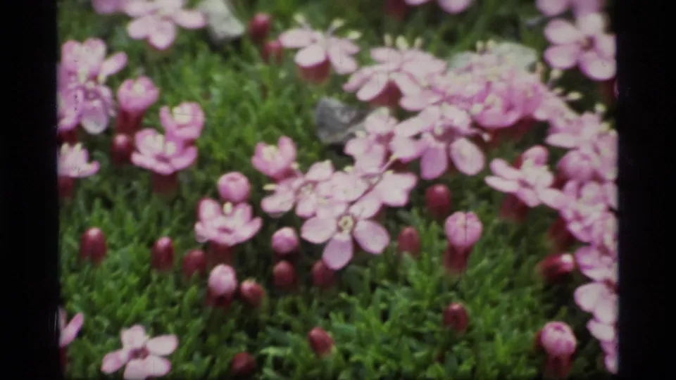 Final frame holds on pink alpine flowers and buds in low green vegetation, with soft 8mm color and frame edges.
