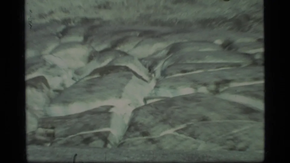 Close 1977 Glacier Bay view of ridged glacier ice, shadowed crevasses, and aged 8mm color shift.