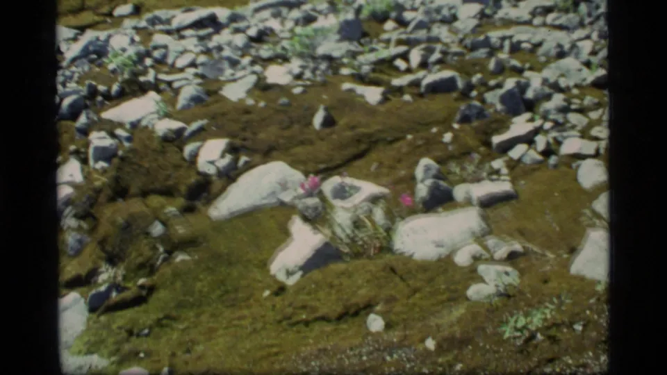 Glacier Bay alpine ground detail from 1977, showing moss, scattered white rocks, and small pink wildflowers.