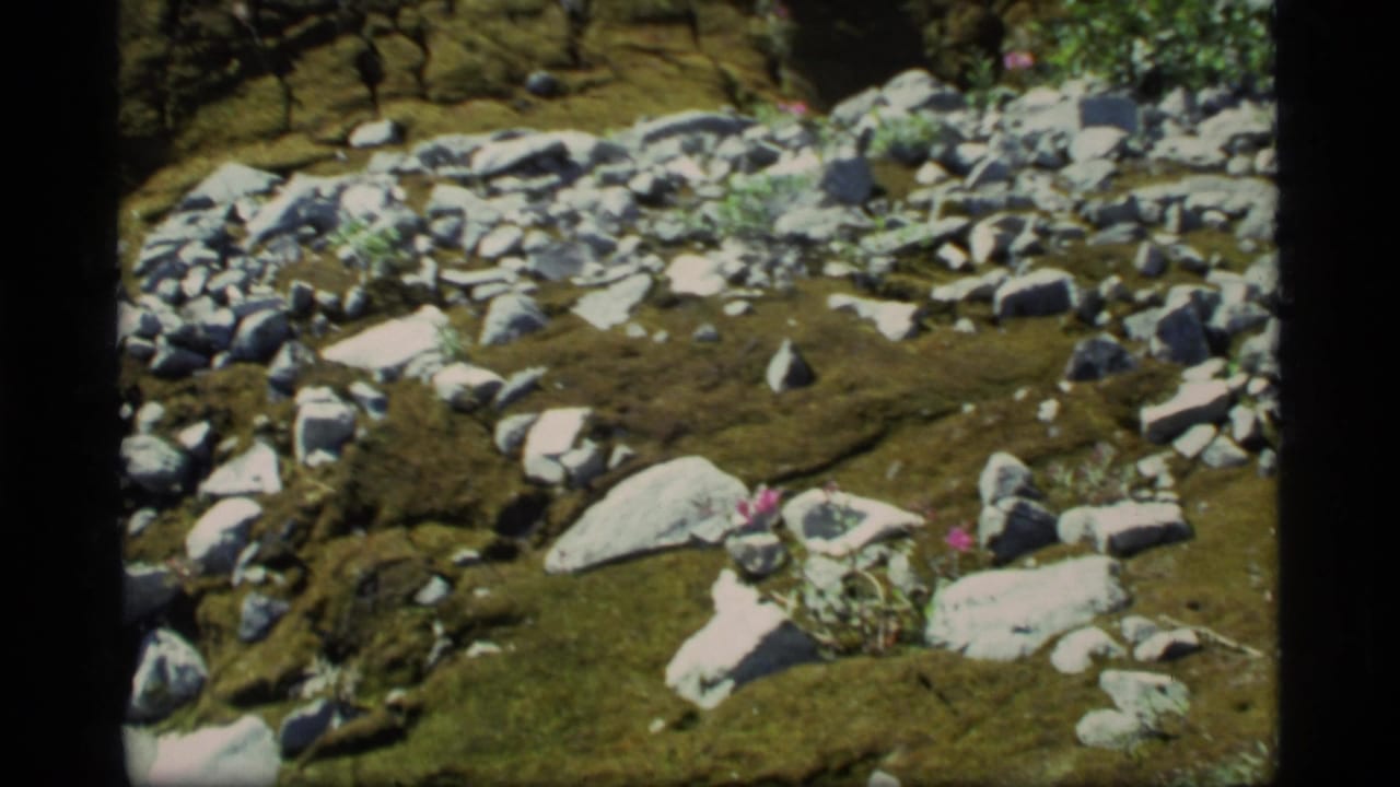 Mossy ground with scattered gray rocks and small pink wildflowers.