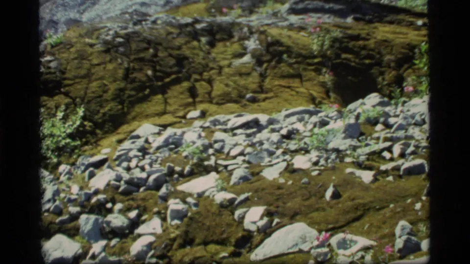 1977 Glacier Bay 8mm frame with scattered boulders across mossy terrain and pink wildflowers at the lower edge.