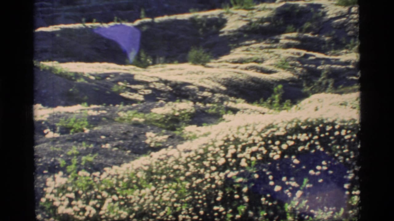 Uneven sunlit meadow with many small white wildflowers and low shrubs.