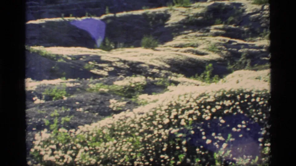 1977 Glacier Bay home-movie frame showing a rough meadow dotted with small white wildflowers and green shrubs.