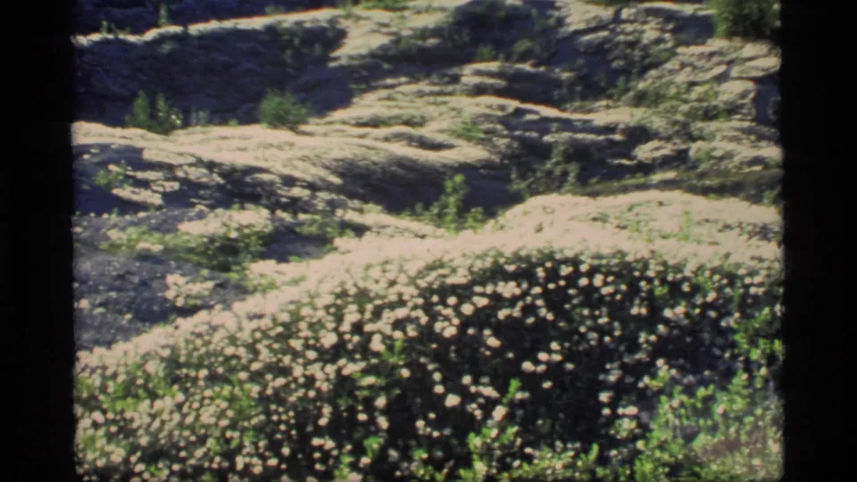 Glacier Bay meadow terrain in a 1977 8mm frame, with low vegetation, white flowers, and shadowed rough ground.