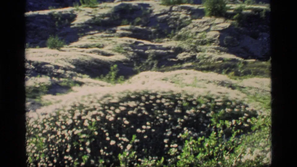 1977 Glacier Bay 8mm still showing a bumpy meadow slope with small white flowers and mixed green vegetation.
