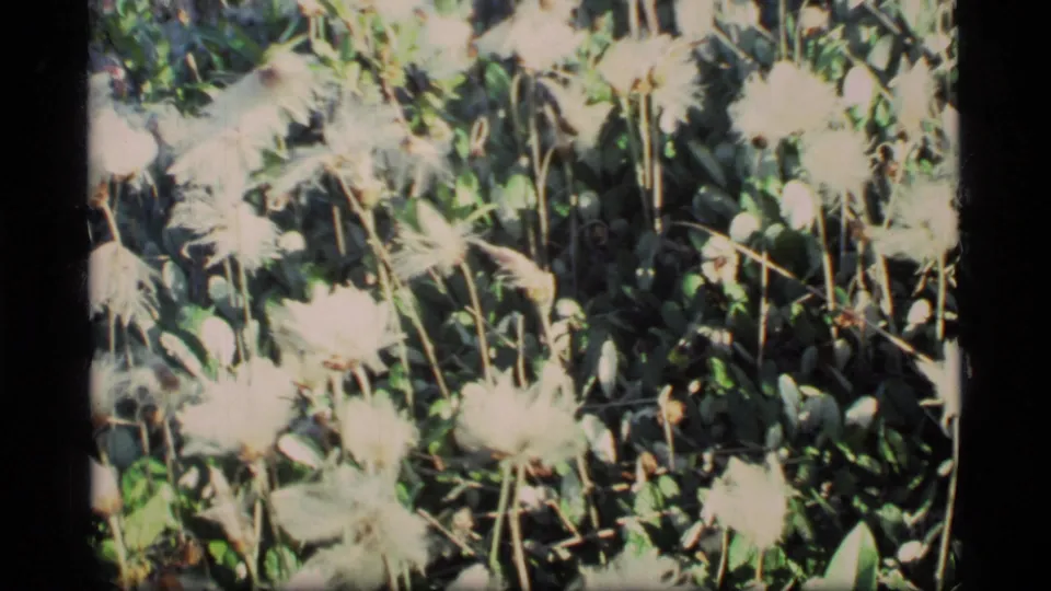 Close 1977 Glacier Bay home-movie frame of pale wildflowers and leaves, softened by bright exposure and 8mm grain.