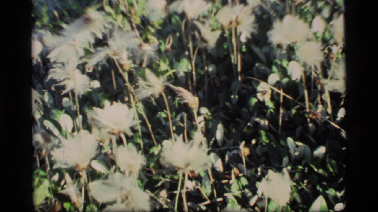 Cluster of pale feathery seed heads among green forest foliage.