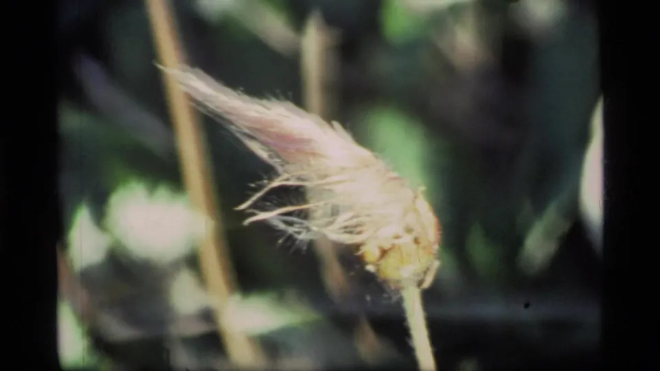 Close 8mm view of a pale feathery wildflower seed head on a slender stem in Glacier Bay forest foliage.