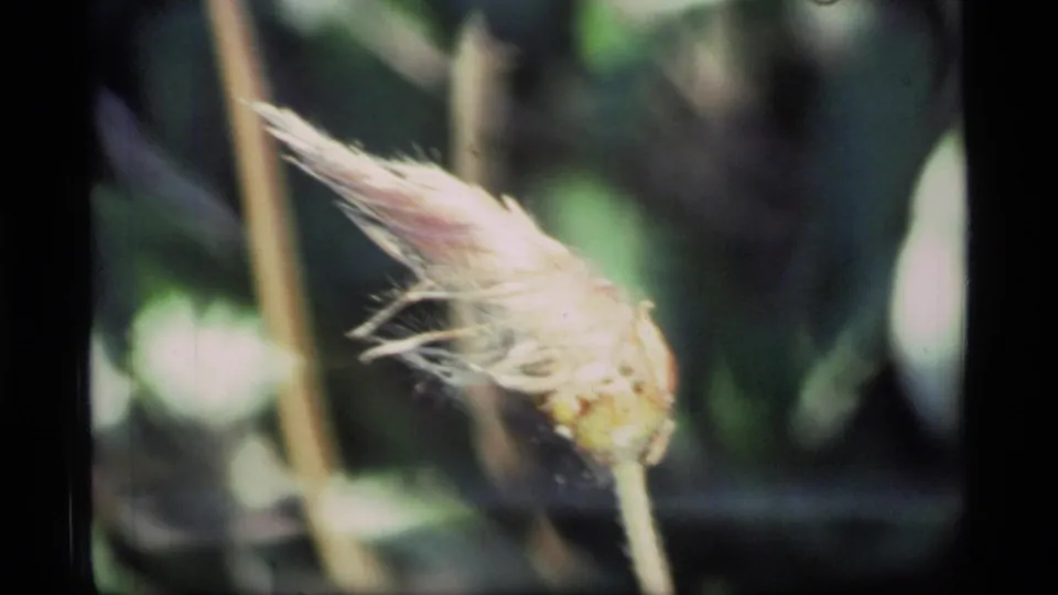 1977 Glacier Bay home-movie frame with a feathery seed head in shallow focus against forest vegetation.