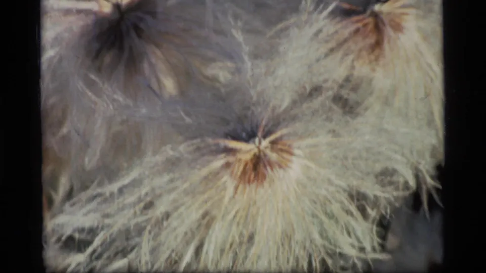 Extreme 8mm close-up of pale wildflower seed fibers radiating from a small center in the Glacier Bay forest setting.