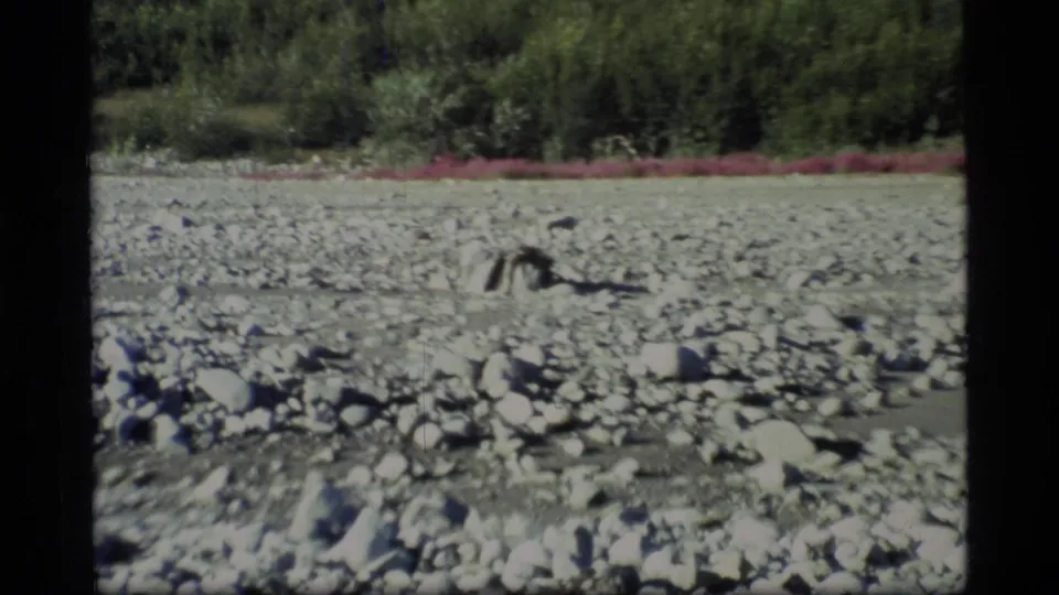 Glacier Bay 8mm frame of a stony river flat with shallow water, forested bank, and mountains in the background.
