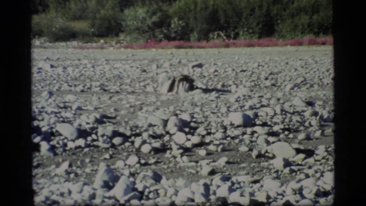 Distant dark animal moving across a broad rocky riverbed with forest and pink flowers behind it.