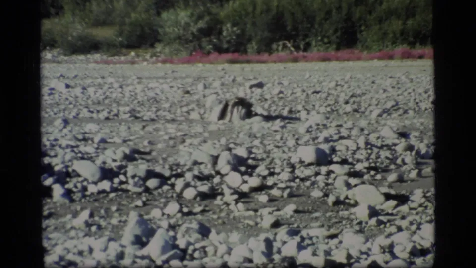 1977 Glacier Bay home-movie frame showing a distant dark animal on a dry, stone-covered riverbed below forest and pink wildflowers.
