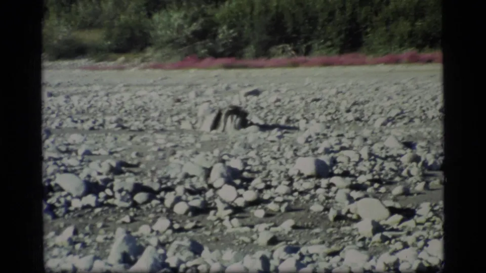1977 Glacier Bay 8mm frame with a distant dark animal crossing stony ground near a forest edge and pink wildflower strip.