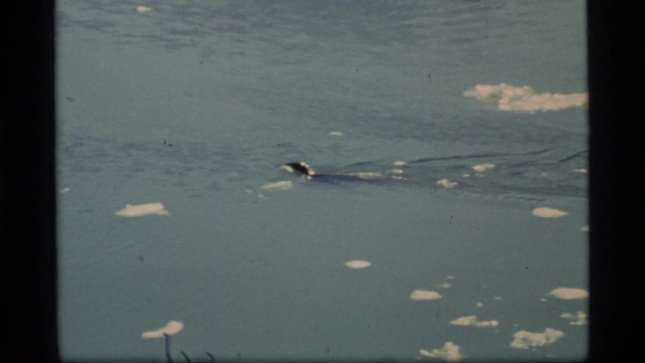 Marine mammal moving through the water with a wake and small floating ice chunks around it.
