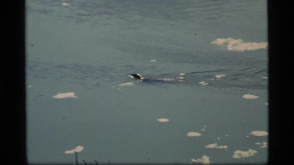 1977 Glacier Bay 8mm frame with a dark marine mammal gliding near the surface, leaving a wake among scattered ice chunks.