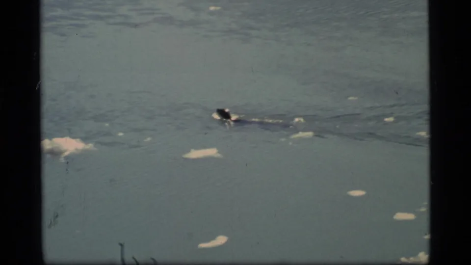 1977 Glacier Bay 8mm frame showing the marine mammal partly surfaced as it passes through cold water dotted with white ice fragments.