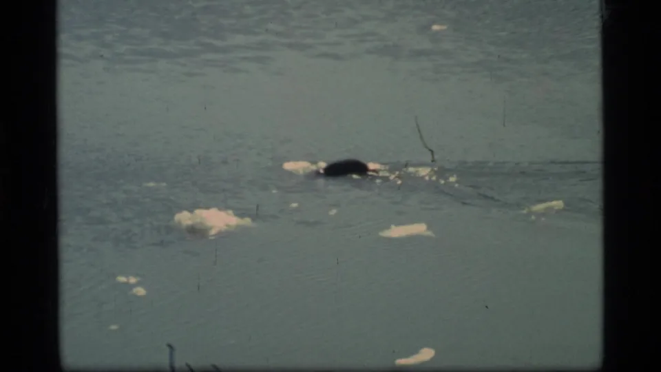 1977 Glacier Bay 8mm frame of a dark marine mammal near the surface, with ripples, bubbles, and scattered ice in the water.