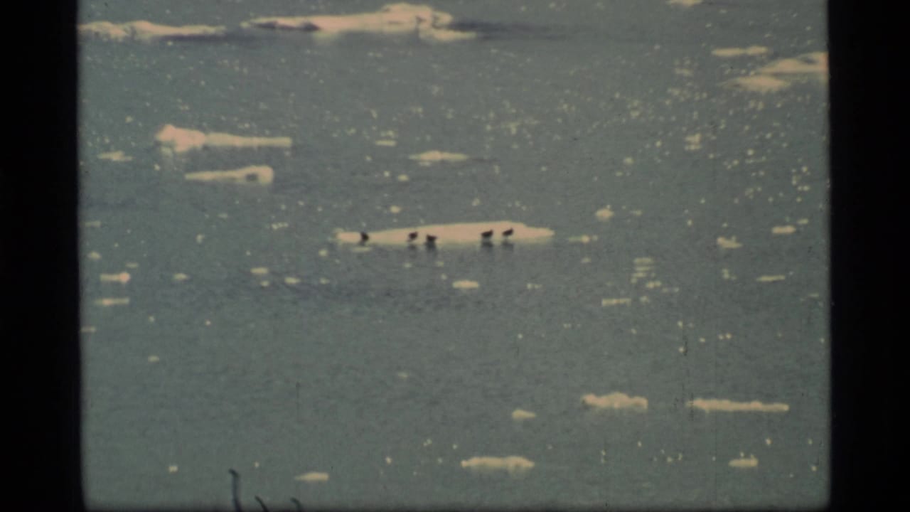 Dark birds rest on a pale ice floe amid scattered chunks of floating ice.