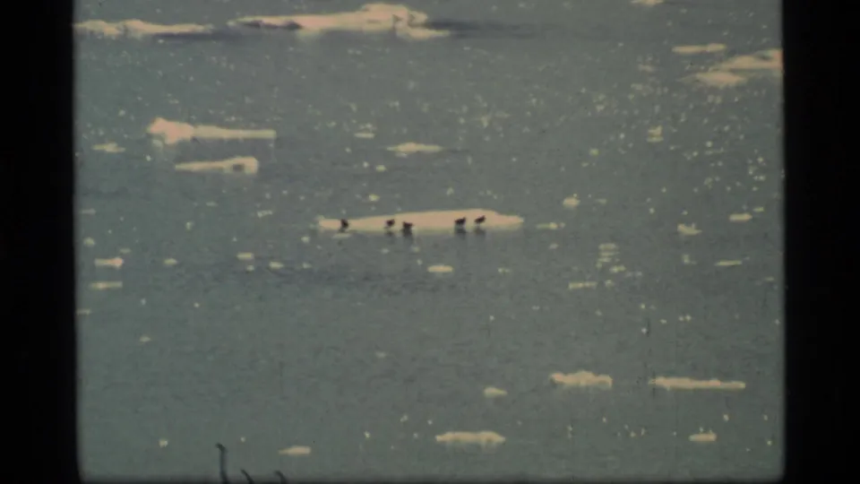 1977 Glacier Bay 8mm frame with dark birds on an ice floe surrounded by small floating ice pieces.