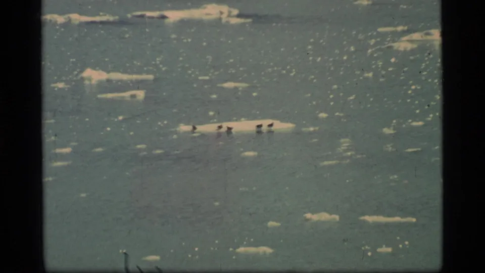 1977 Glacier Bay home-movie frame showing several dark birds on a larger ice floe in icy water.