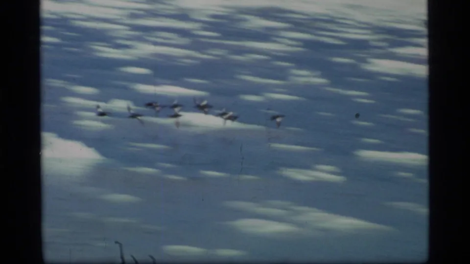 A small flock of birds crosses the icy water in Glacier Bay, Alaska, in 1977 8mm footage.