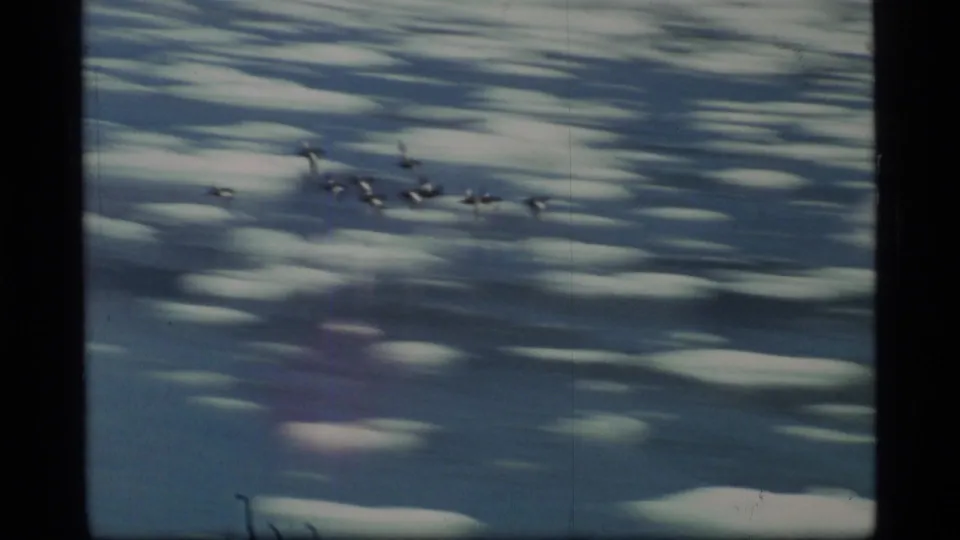 1977 Glacier Bay home-movie frame showing a flock of birds over blue water patterned with long ice floes.