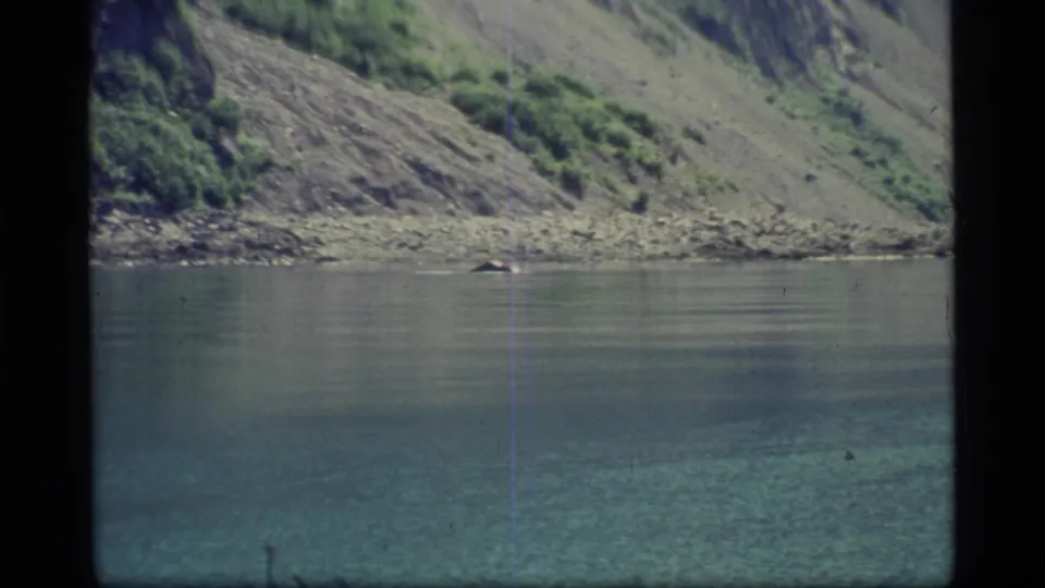 1977 Glacier Bay frame with a small dark animal, possibly a seal or sea lion, surfacing near the rocky shore.