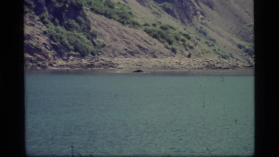 A soft 8mm view of Glacier Bay shows calm water, a sloped rocky shore, and scattered green vegetation with visible film wear.