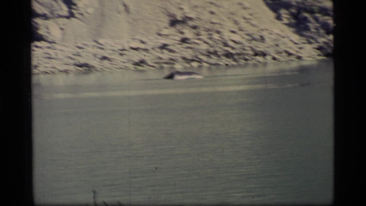 A dark whale form surfaces in calm water near a pale rocky shore.