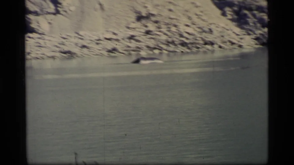 In the supplied Glacier Bay, Alaska setting, a dark whale form appears at the waterline near the rocky shore in soft 8mm color footage.
