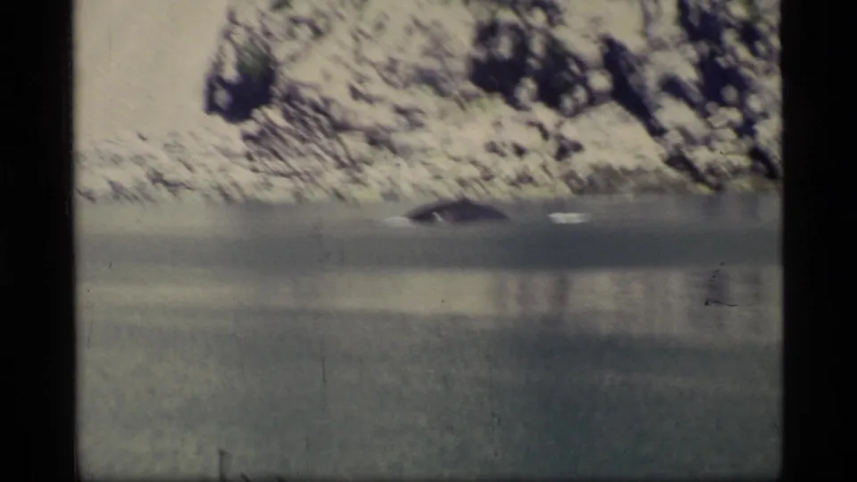 A blurred dark whale shape and small white surface disturbance appear near the rocky Glacier Bay shoreline in a soft, handheld 8mm frame.