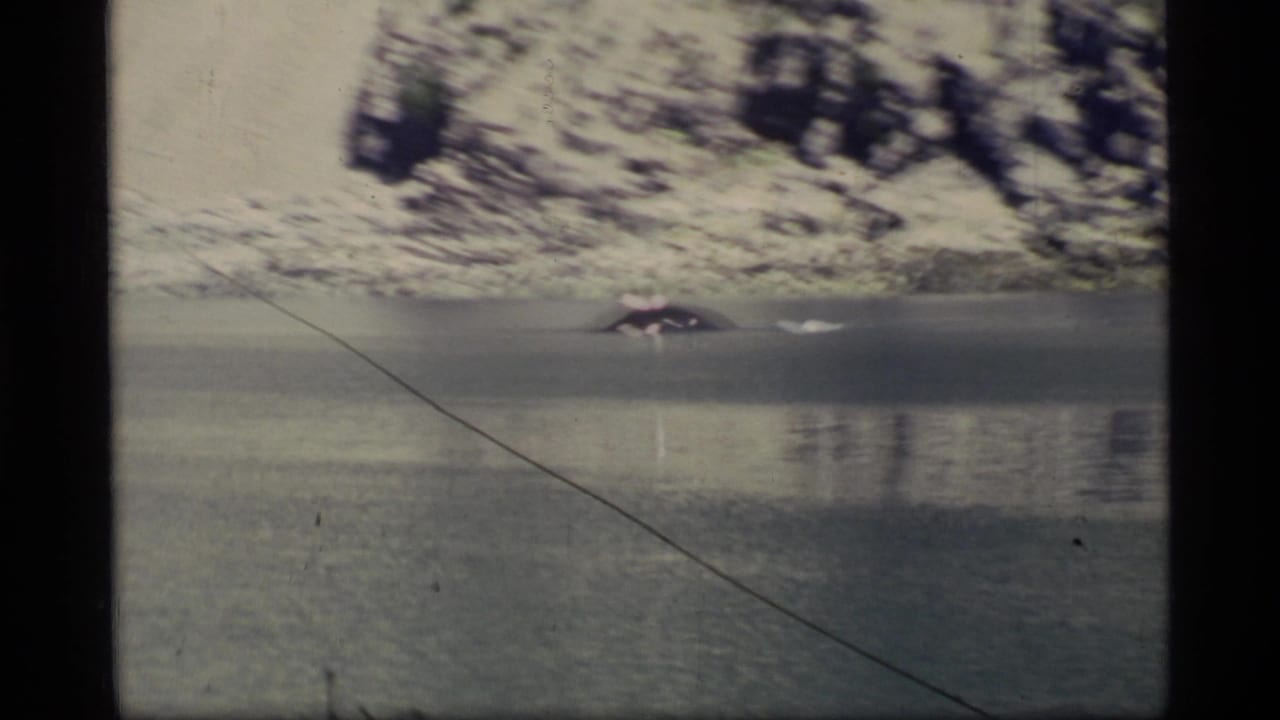 Distant whale back surfacing in calm water below a rocky snowy shoreline.