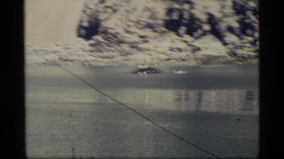 1977 8mm Glacier Bay footage showing a distant dark whale back breaking the surface of calm bay water beneath a rocky, snow-lined shore.