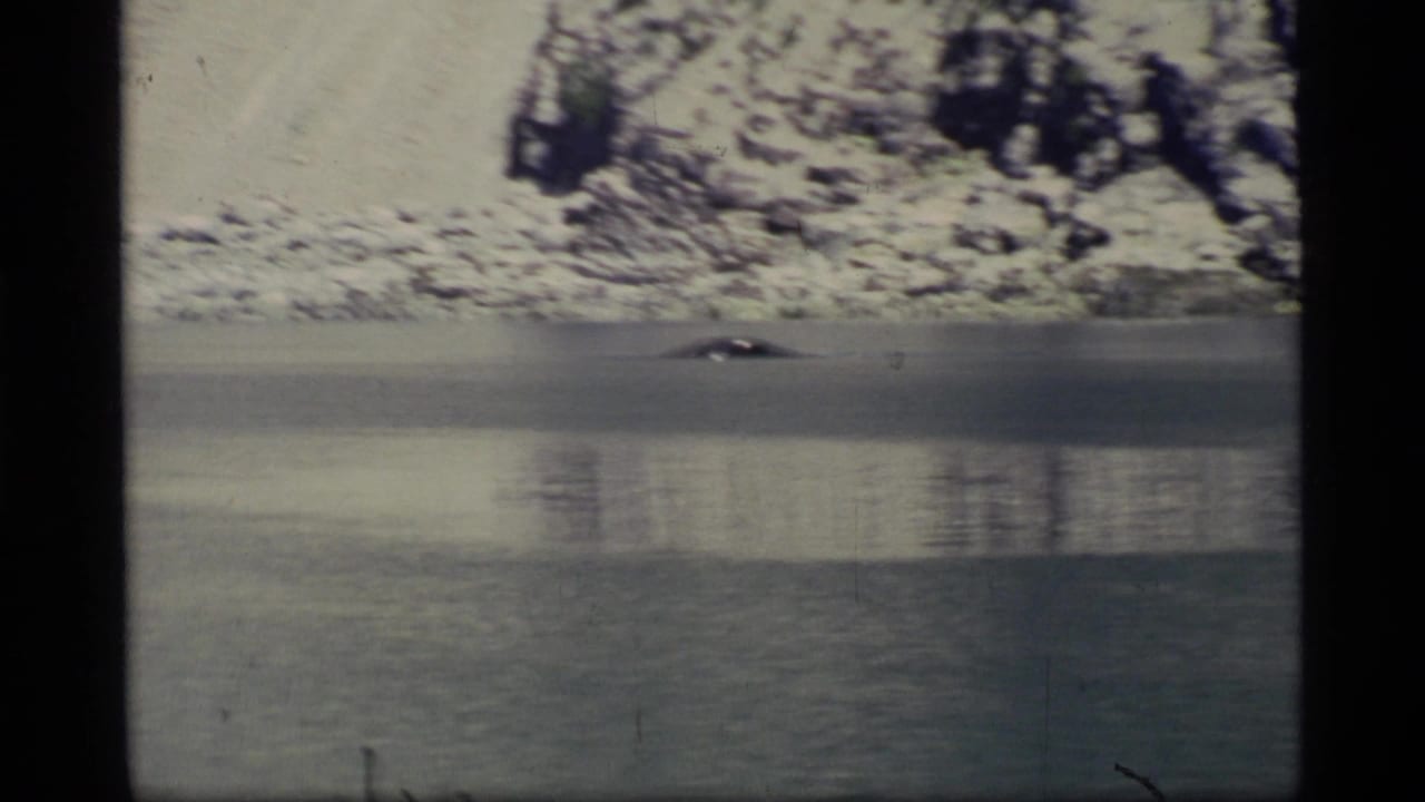 Small dark whale shape at the waterline with snowy rocks behind it.