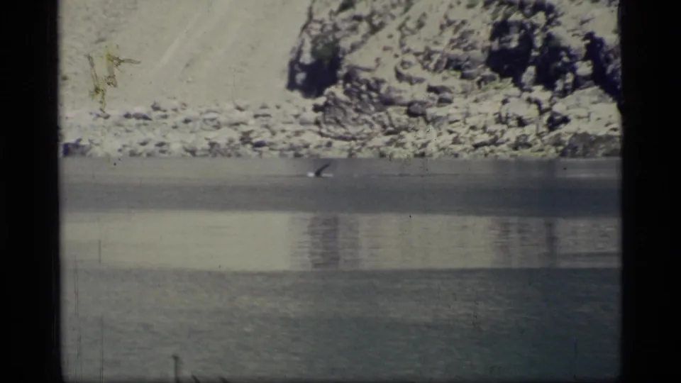 The 8mm frame catches a whale fin or back briefly breaking the calm water near a snow-dusted rocky shoreline in Glacier Bay.