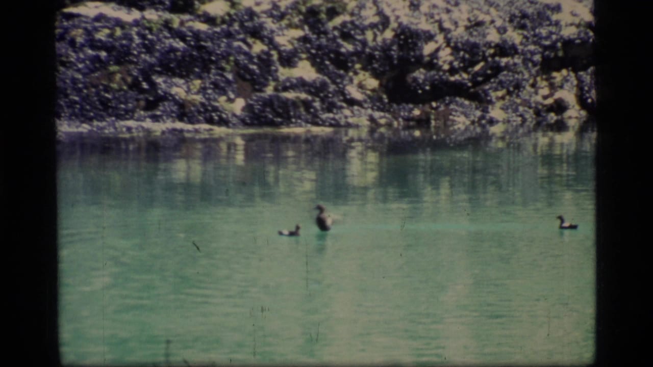 1977 Glacier Bay home-movie frame showing several ducks on green water near a dark rocky shoreline.