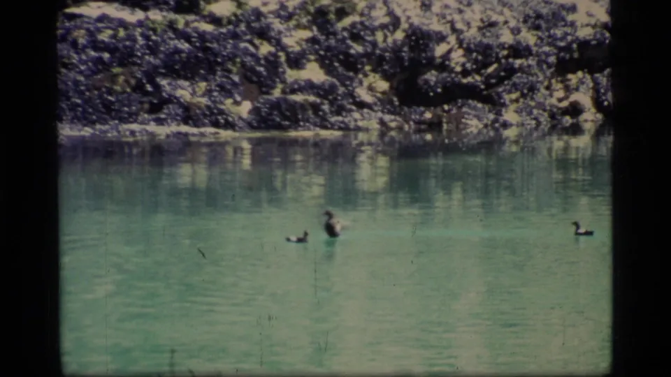 1977 Glacier Bay home-movie frame showing several ducks on green water near a dark rocky shoreline.