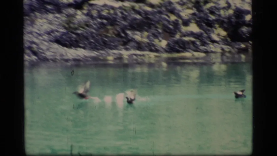 1977 Glacier Bay 8mm frame with ducks taking off low over green lake water near the rocky shore.