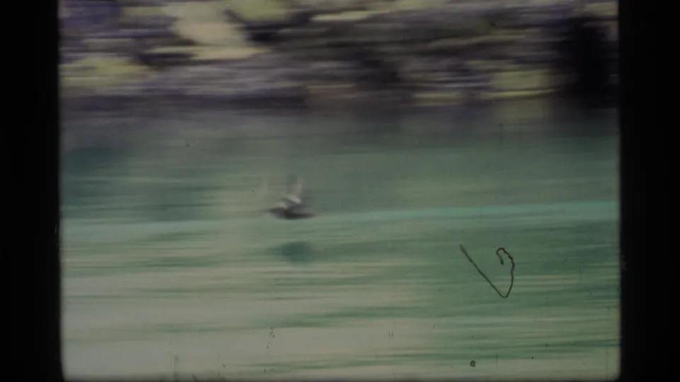Motion-blurred 1977 Glacier Bay frame of a bird flying low across green water with dark reflections above.