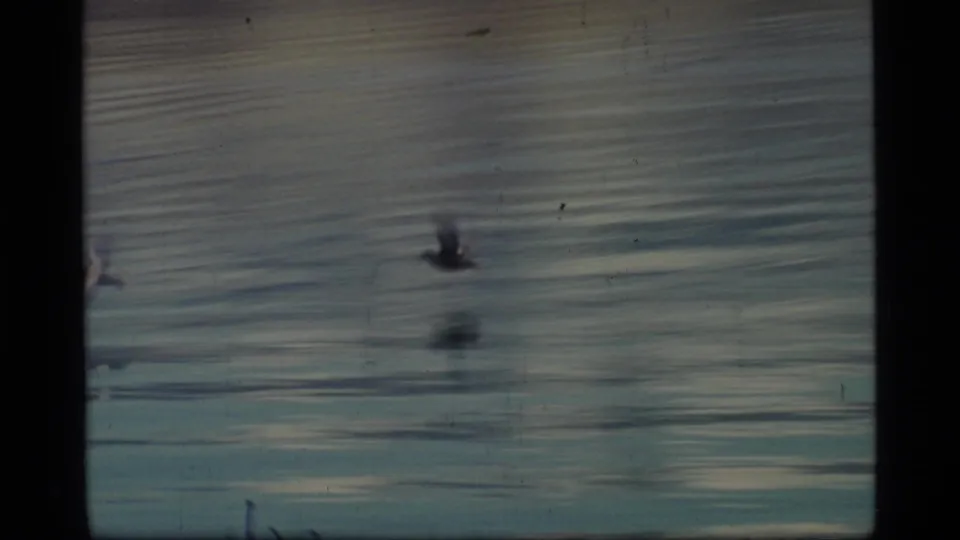 1977 Glacier Bay frame showing small birds flying low over rippled green-blue water, softened by 8mm motion blur.