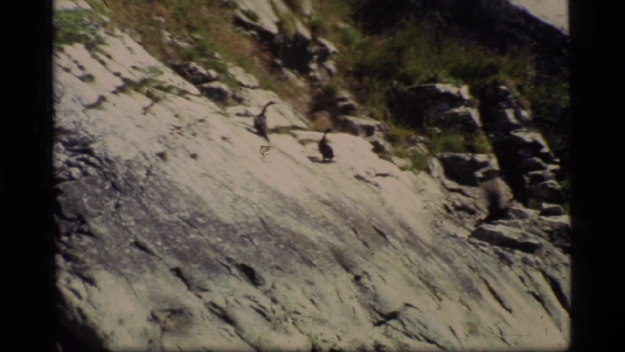 1977 8mm Glacier Bay frame showing small dark birds on a pale rocky cliff or shoreline with sparse green vegetation.